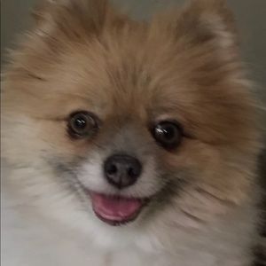 Meet your Posher, Joy